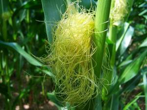 Кукурузные рыльца: показания и правила использования