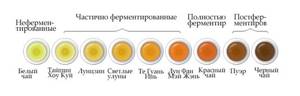 Ферментация чая – удивительный химический процесс
