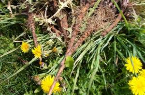 Одуванчик – лечебные свойства и противопоказания необычного сорняка